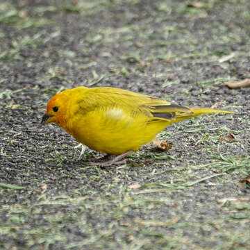 Image of Saffron Finch