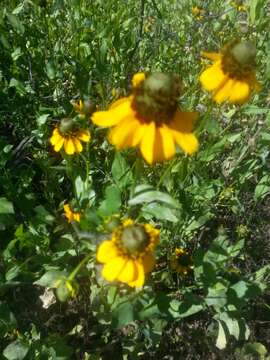 Image of Clasping-Coneflower