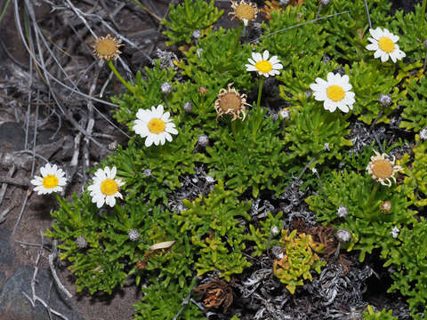 Image of Argyranthemum frutescens subsp. canariae (Christ.) Humphr.