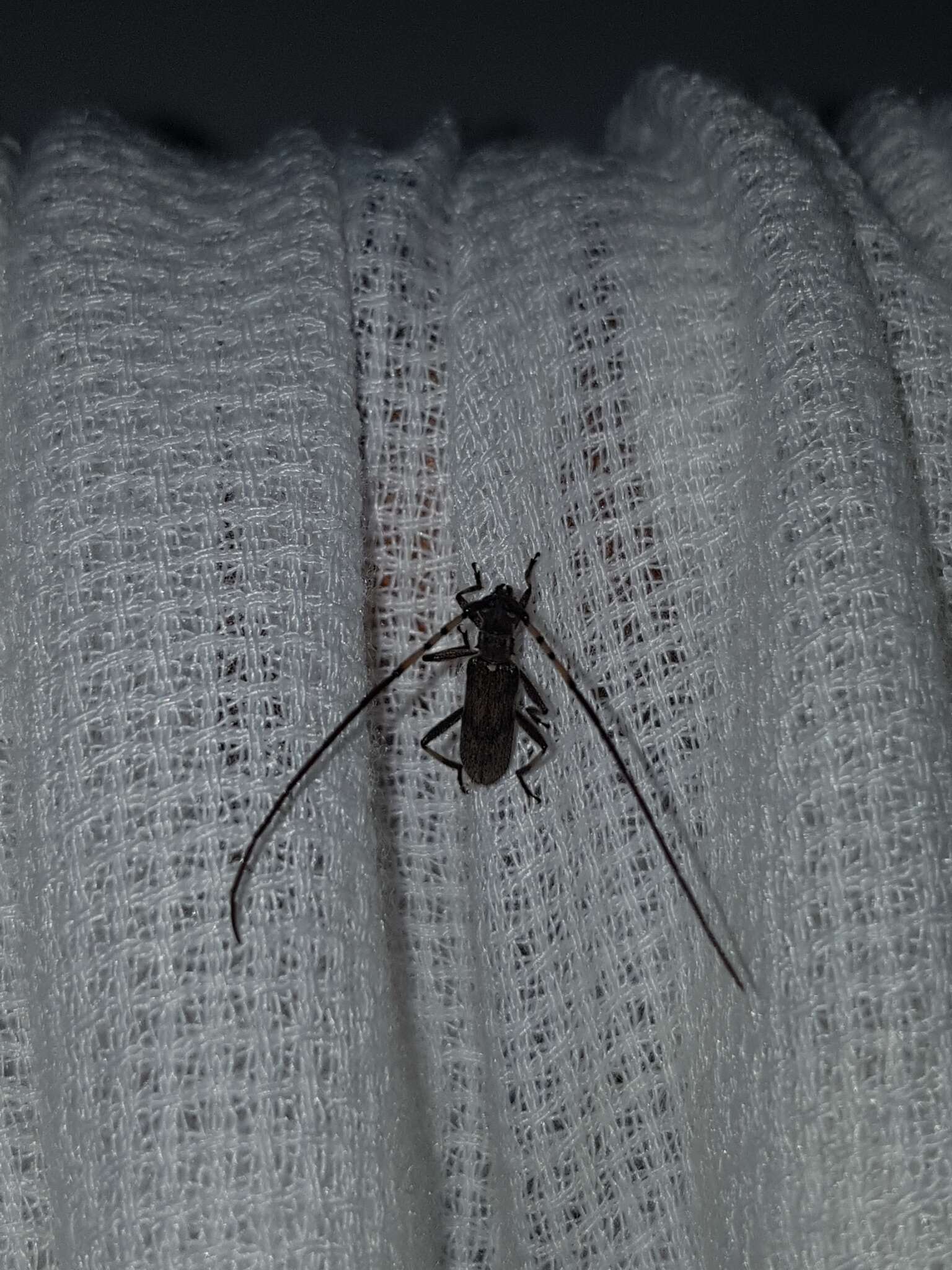 Image of Didymocantha