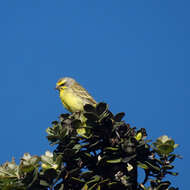 Image of Yellow-fronted Canary