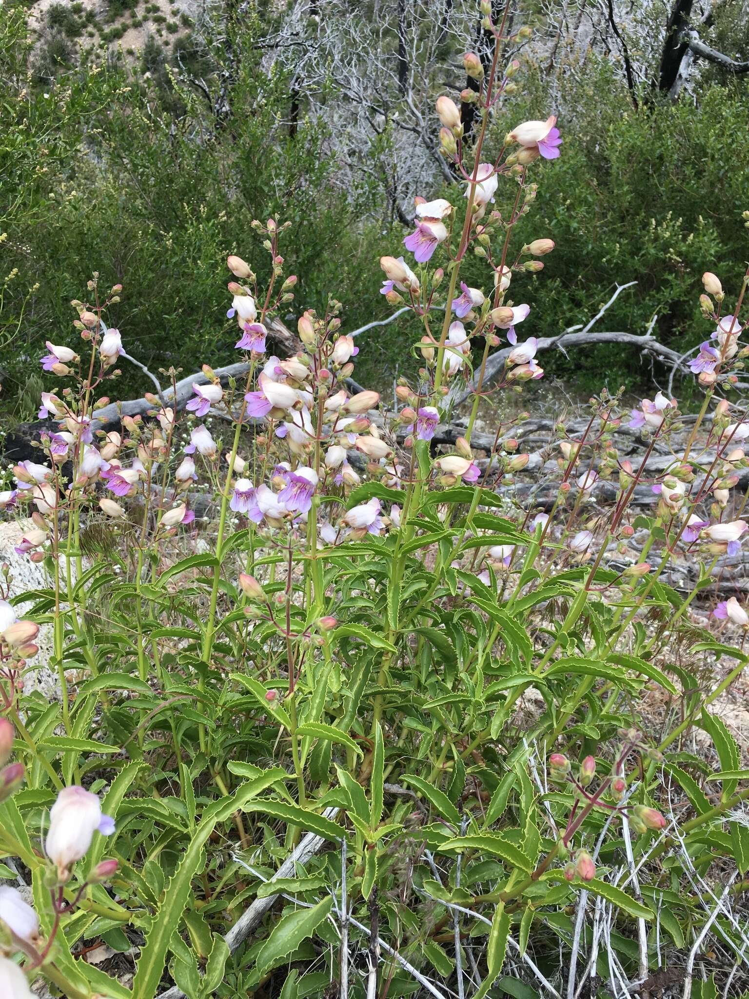 Image de Penstemon grinnellii subsp. grinnellii