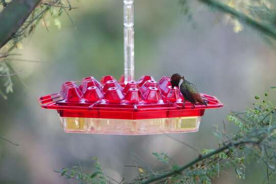 Image of Allen's Hummingbird