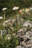 Achillea erba-rotta subsp. erba-rotta resmi