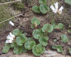 Image of Crassula saxifraga Harv.