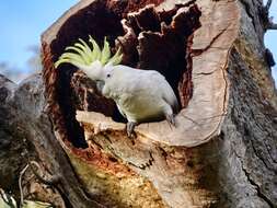 Image of Sulphur-crested Cockatoo