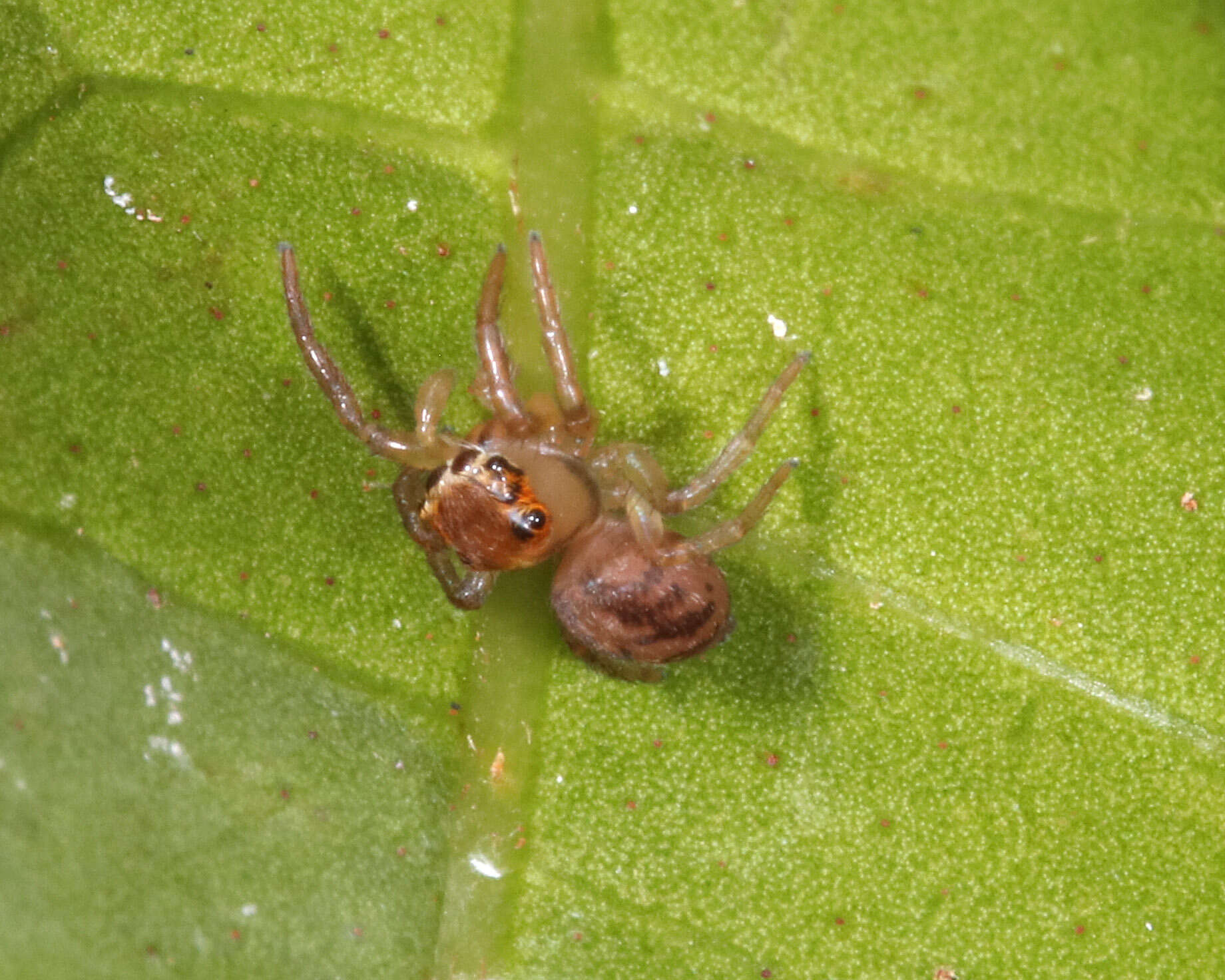 Image of Prostheclina pallida Keyserling 1882