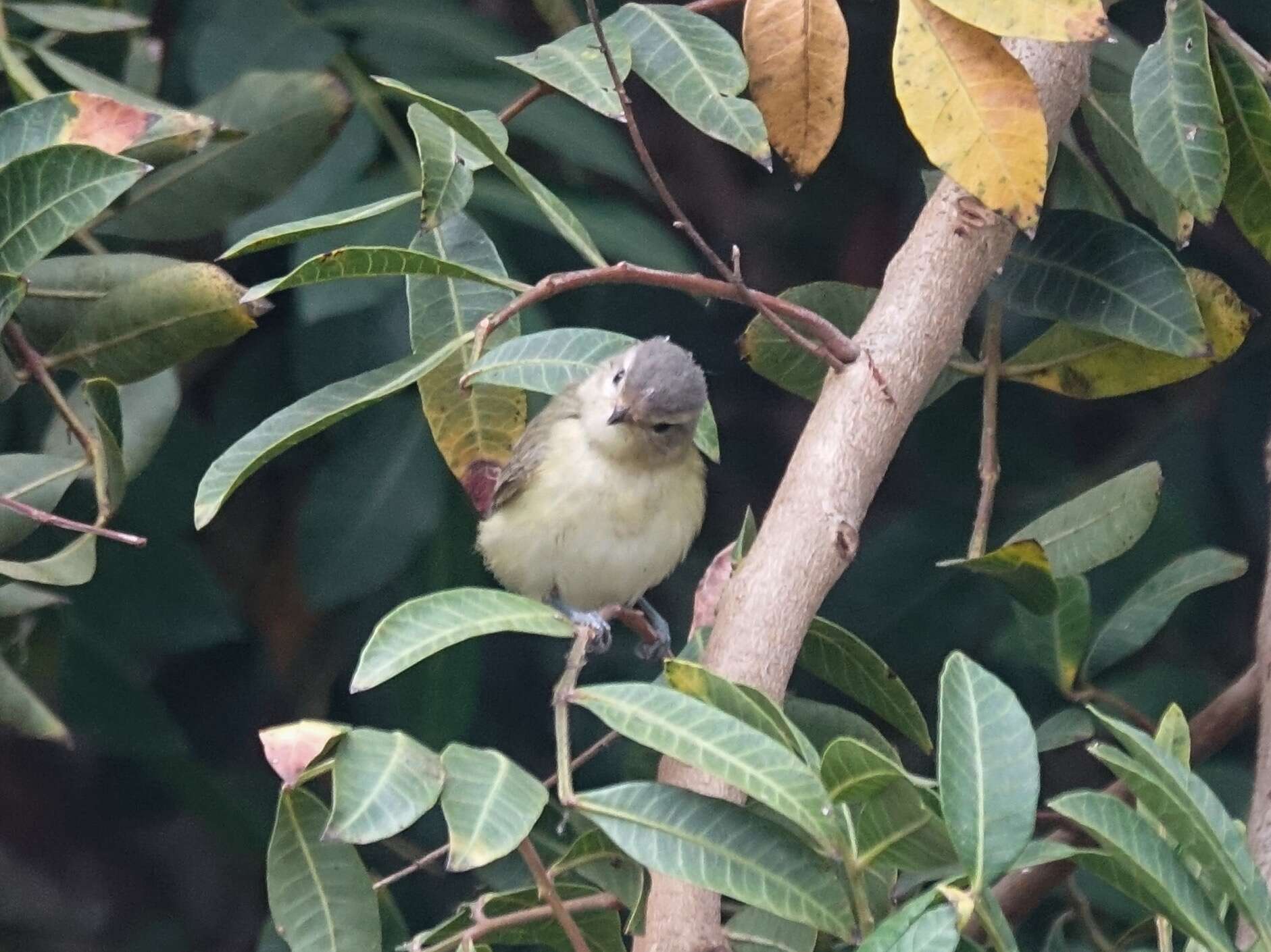 Image of Warbling Vireo