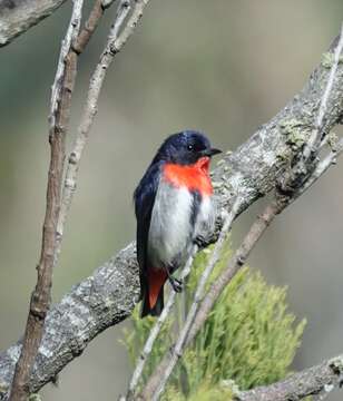 Image of Mistletoebird