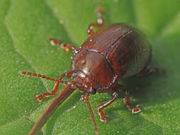 Image of Brown mint leaf beetle