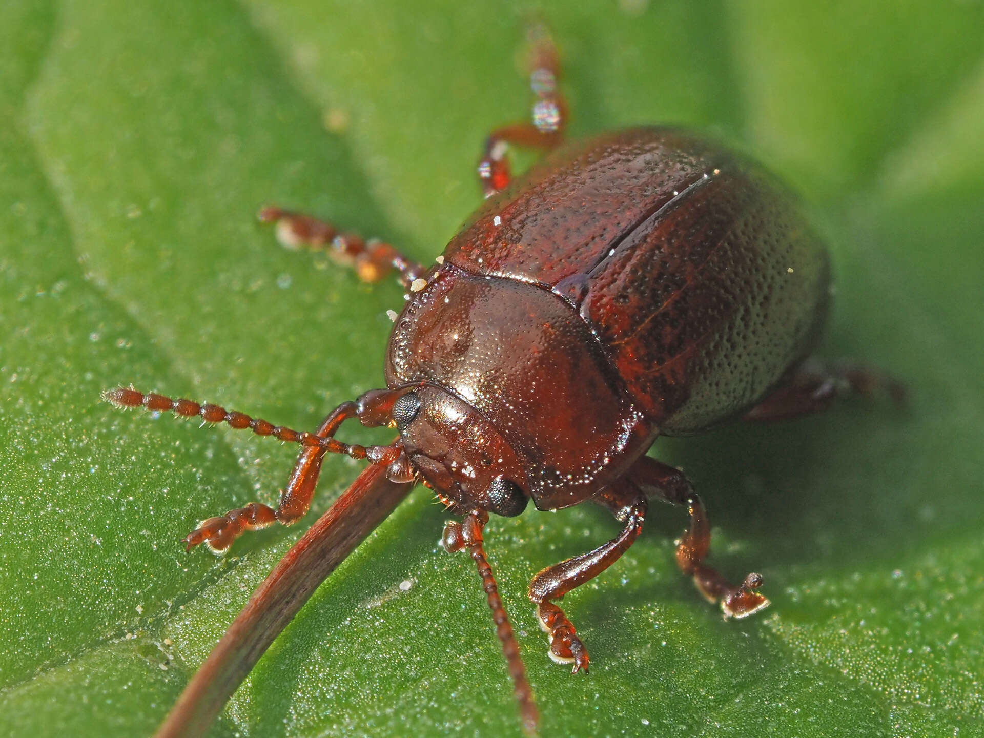 Image of Brown mint leaf beetle