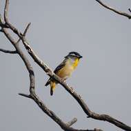 Image of Spotted Pardalote