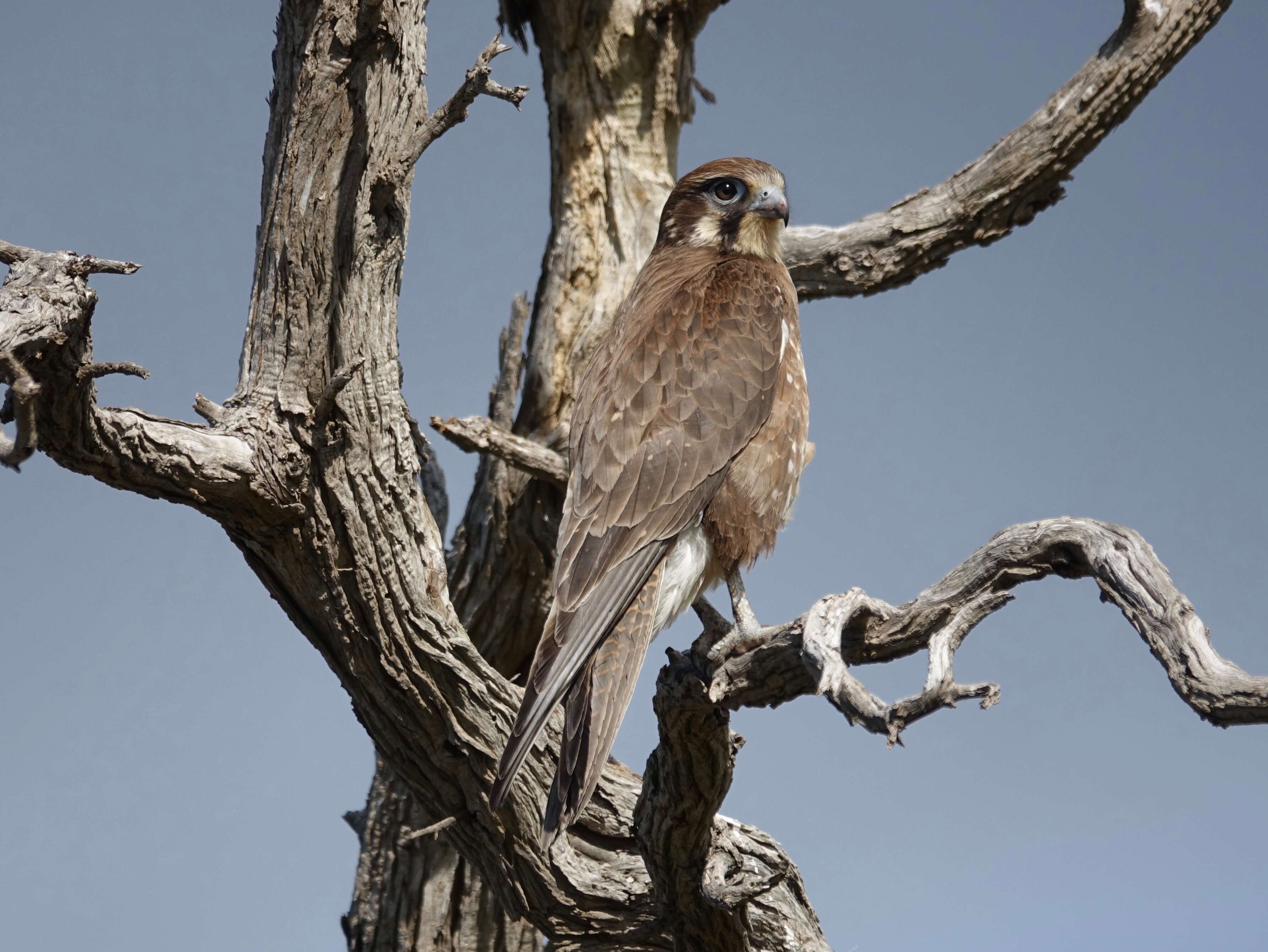 Image of Brown Falcon