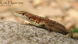 Image of Amur grass lizard