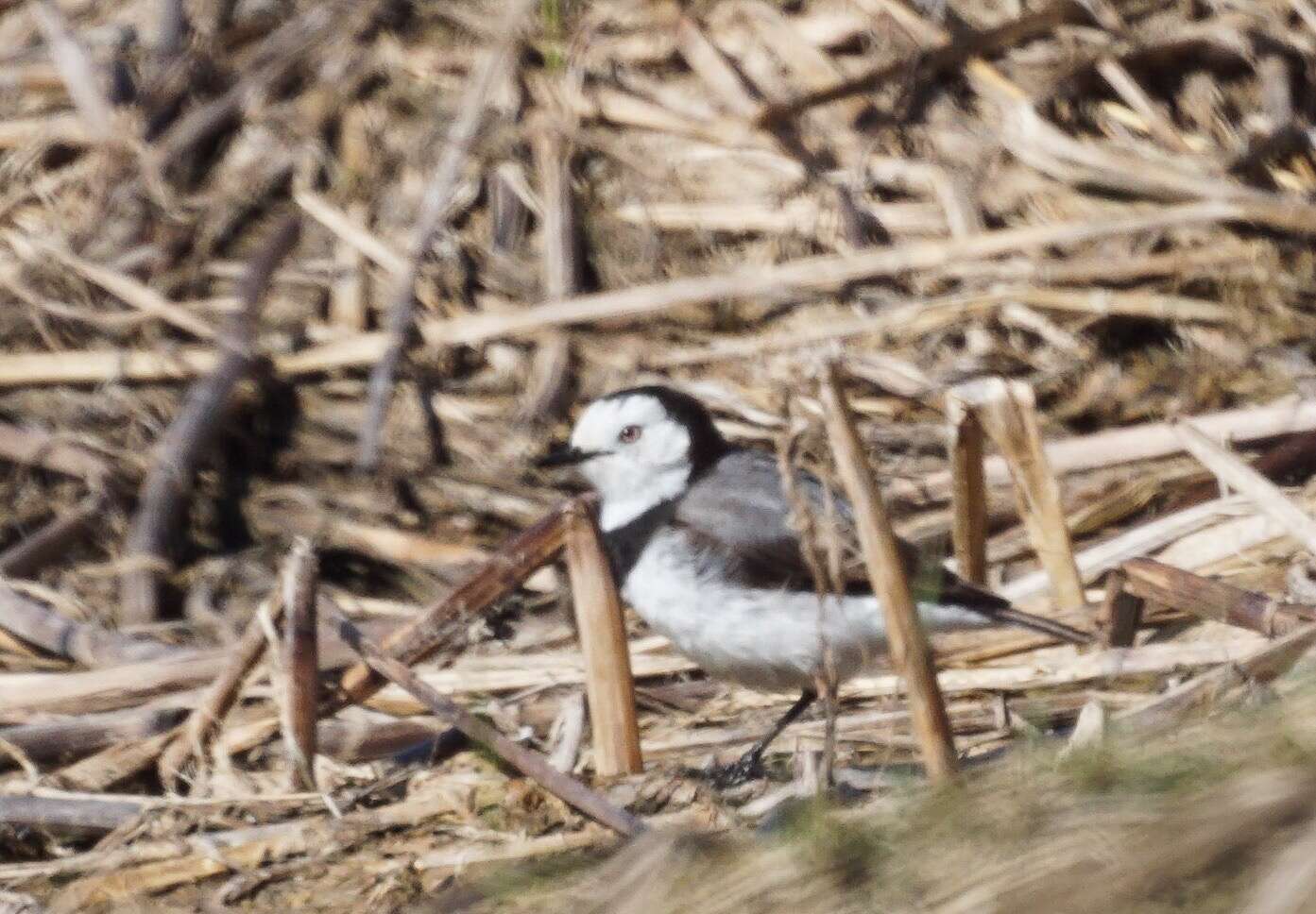 Image of White-fronted Chat