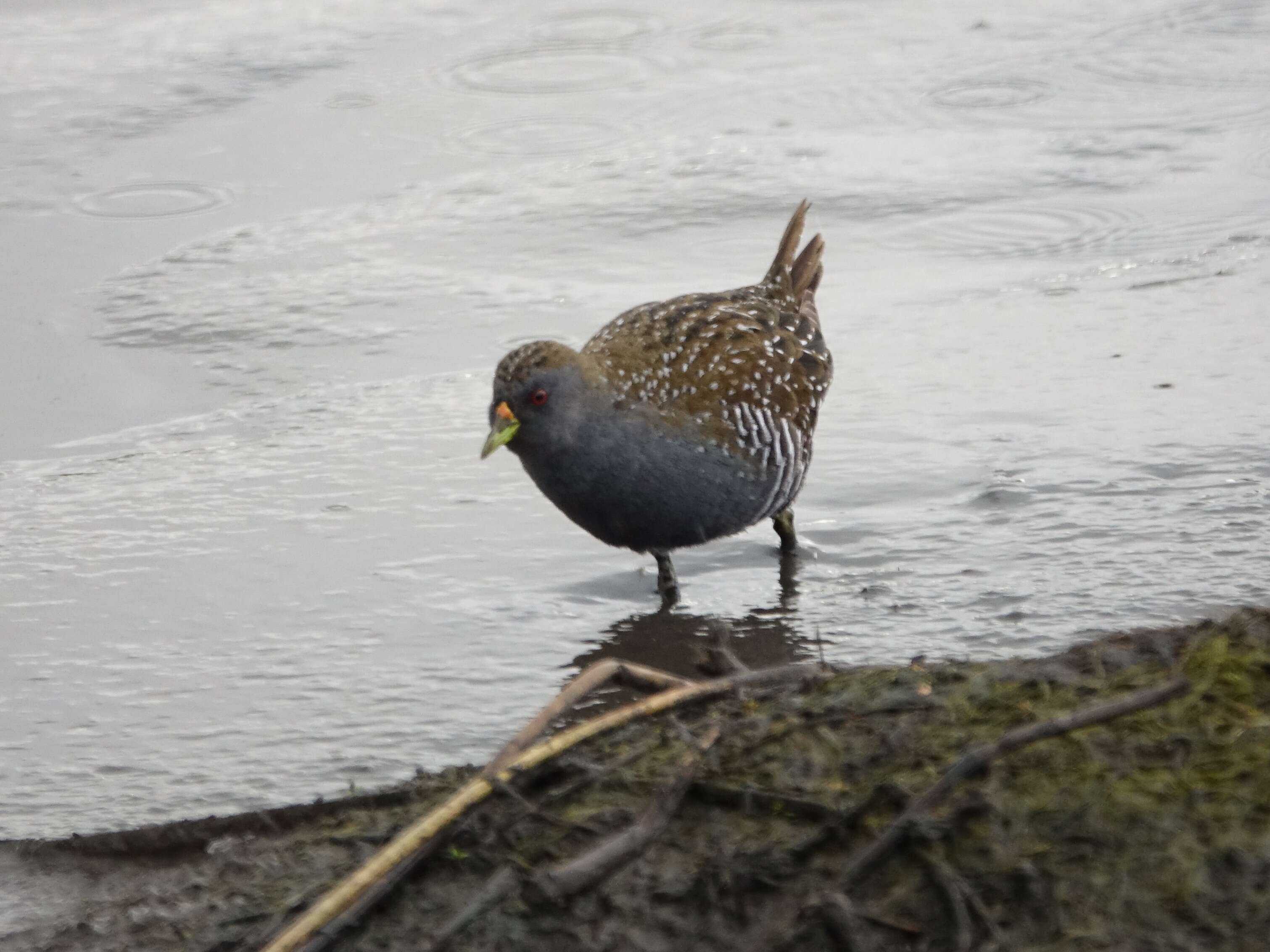 Image of Australian Crake