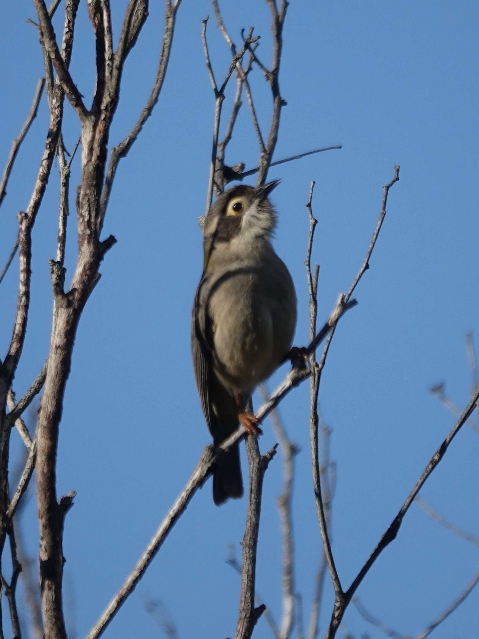 Image of Brown-headed Honeyeater