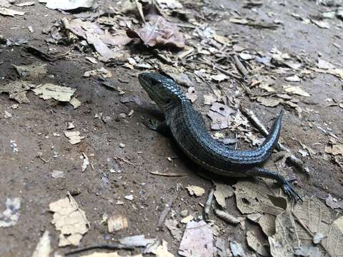 Image of Herrera's Alligator Lizard