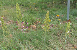 Image of sorghum