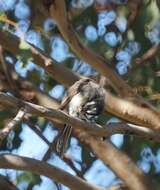 Image of Grey Fantail