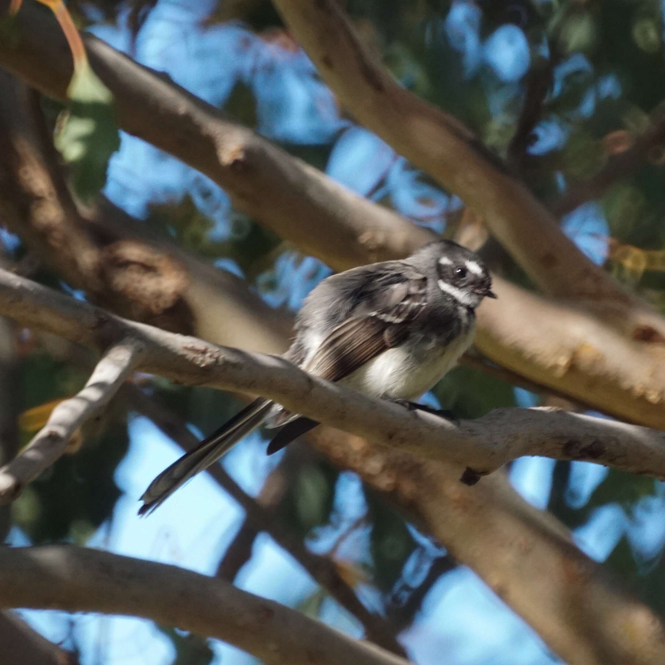 Image of Grey Fantail