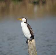 Image of Little Pied Cormorant