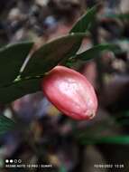 Image of Anisophyllea disticha (Jack) Baill.