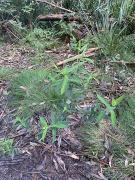 Image of Pimelea ligustrina subsp. ligustrina