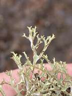 Image of ragged lichen