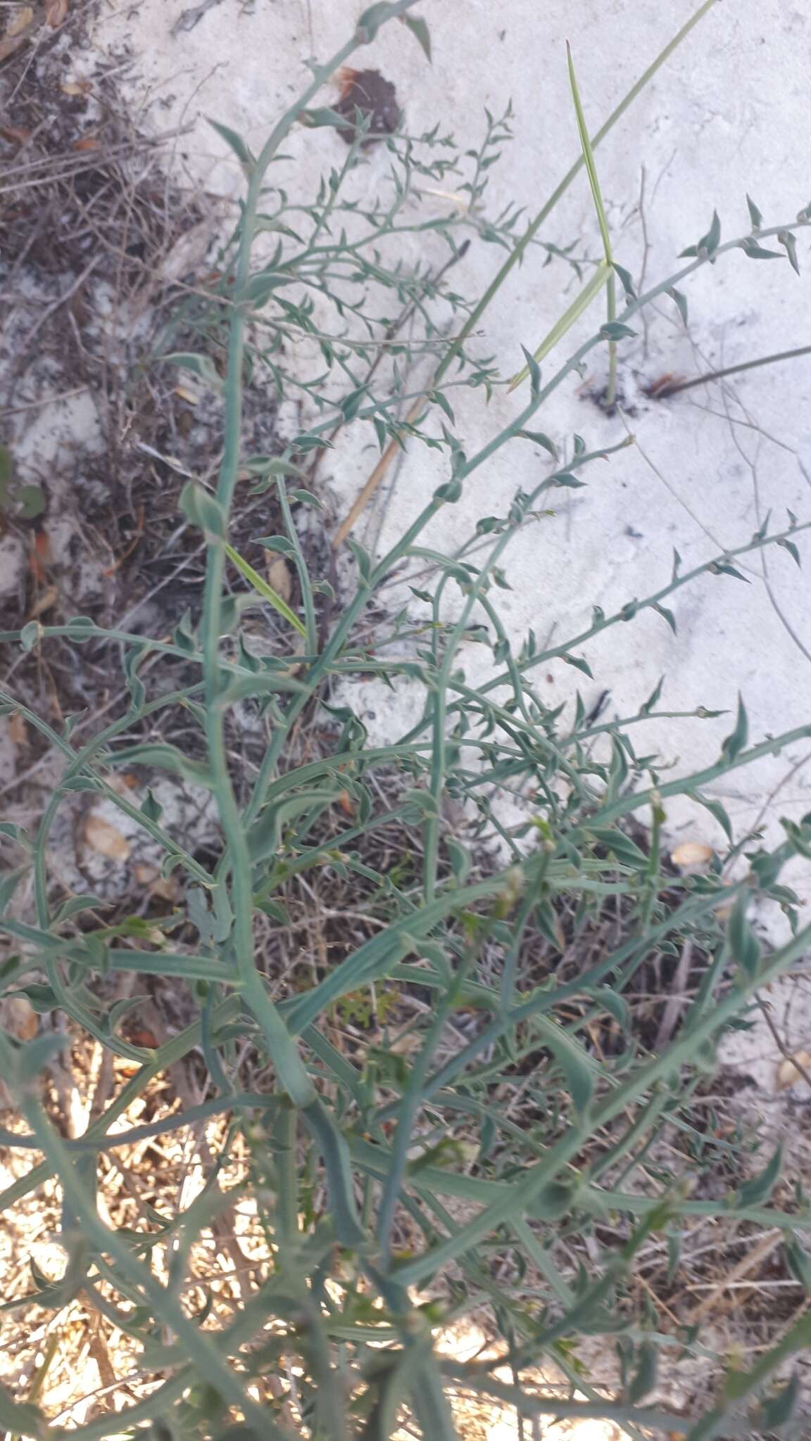 Image of Asparagus undulatus (L. fil.) Thunb.