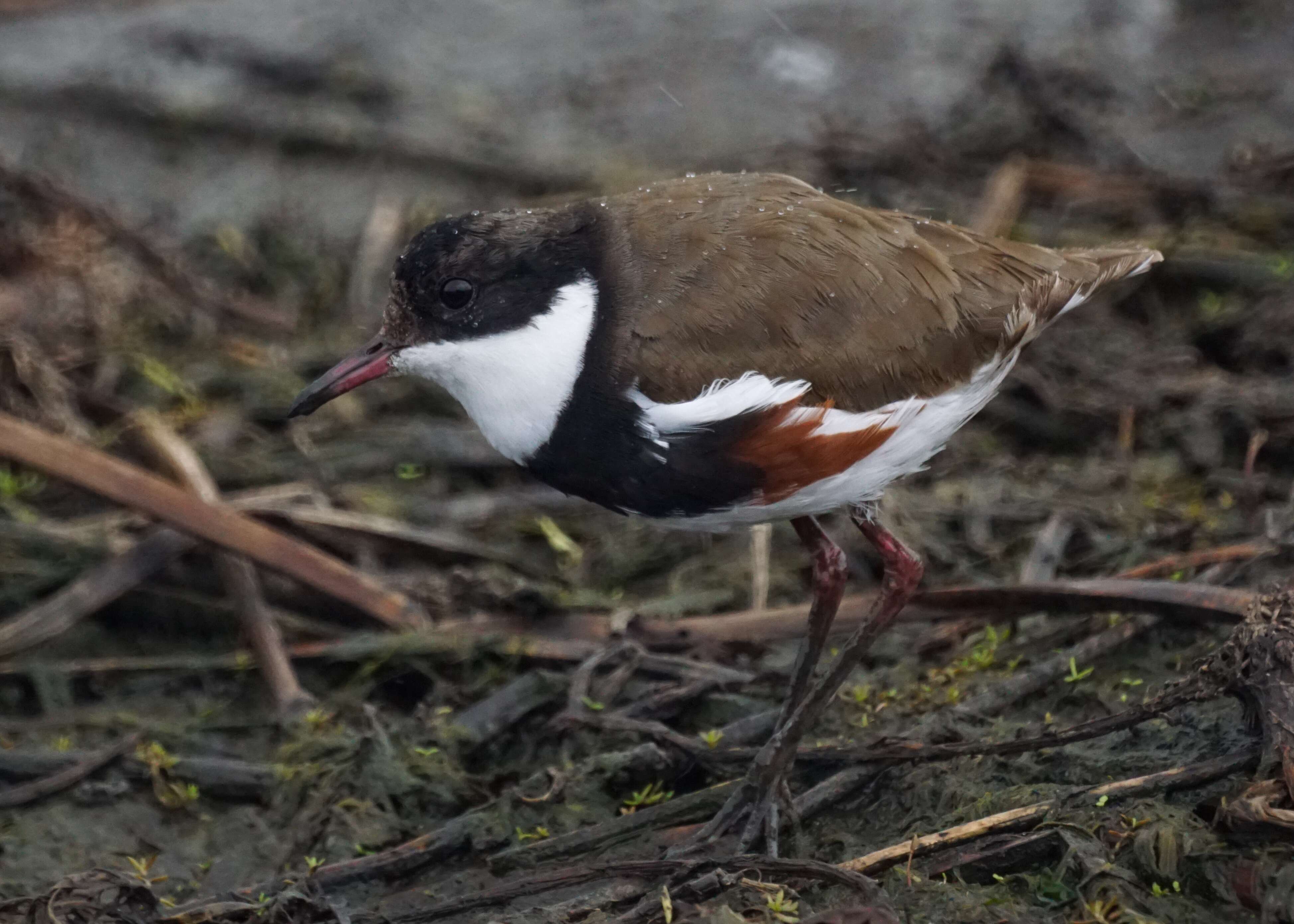 Erythrogonys Gould 1838 resmi