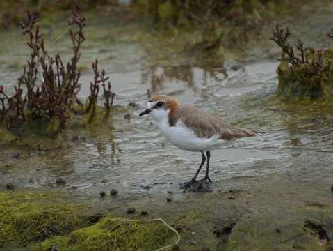 Image of Red-capped Dotterel