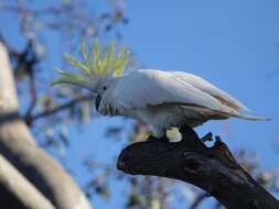 Image of Sulphur-crested Cockatoo