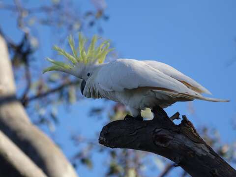 Image of Sulphur-crested Cockatoo