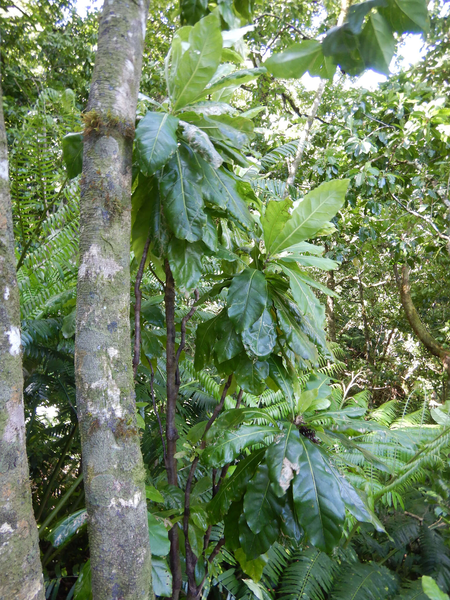 Image of Meryta pauciflora Hemsl. ex Cheeseman