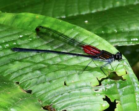 Image of Hetaerina capitalis Selys 1873