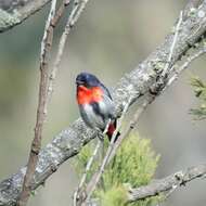 Image of Mistletoebird