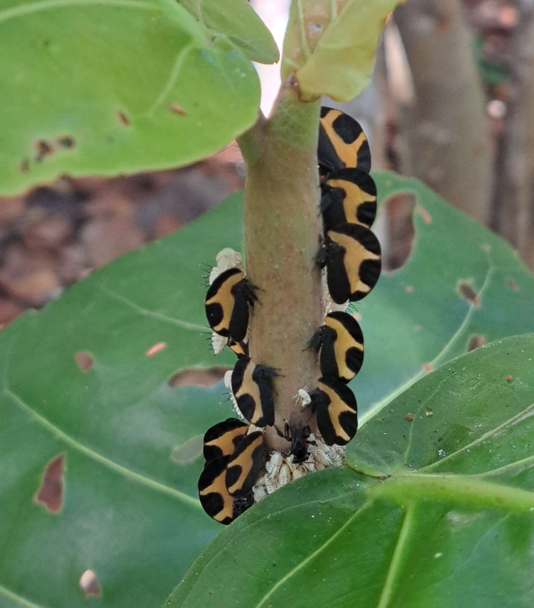 Image of Membracis trimaculata Fairmaire