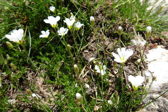 Image of Cherleria laricifolia (L.) Iamonico