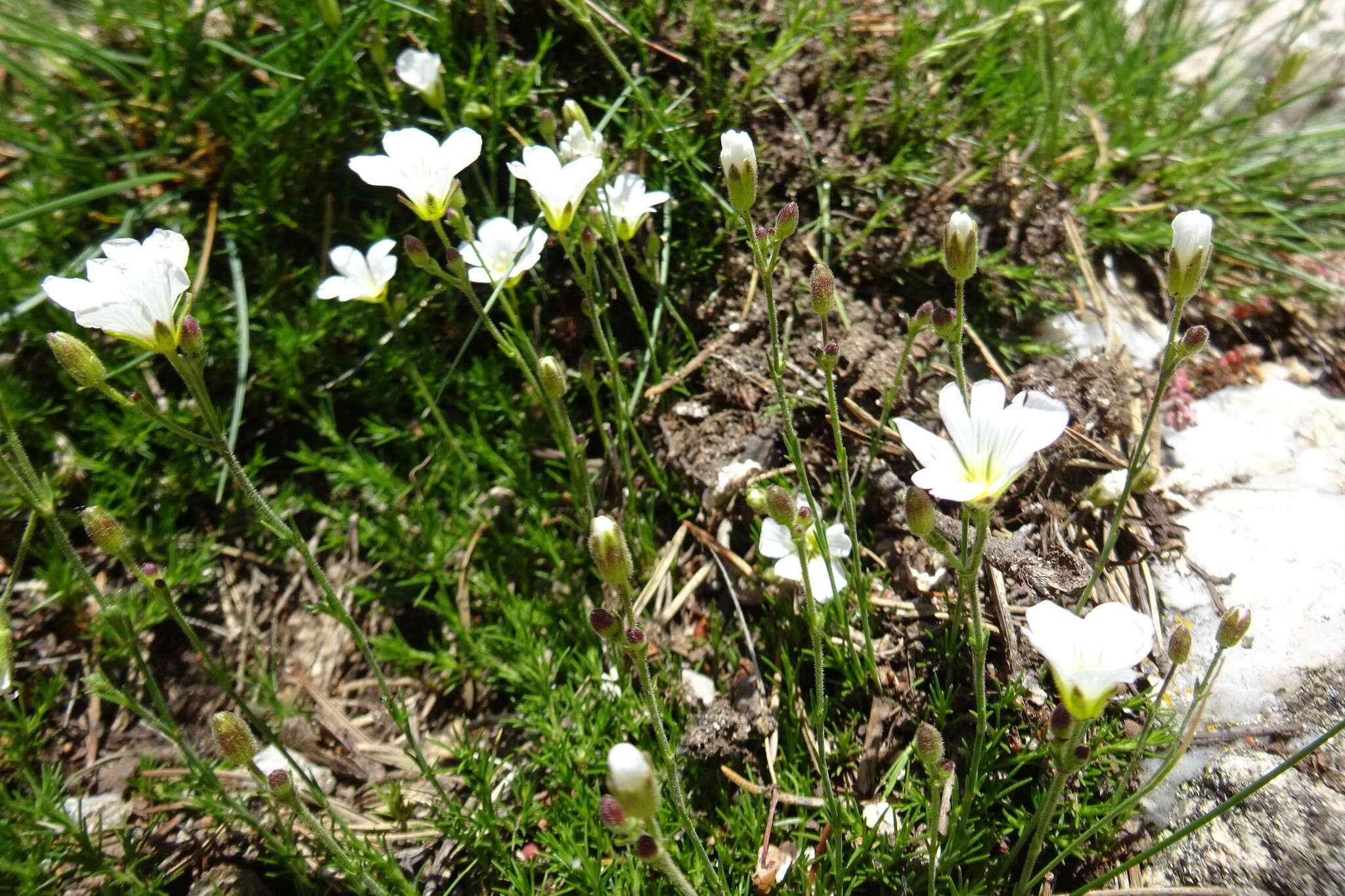 Plancia ëd Cherleria laricifolia (L.) Iamonico