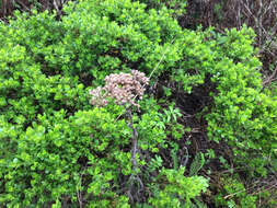 Image of common yarrow