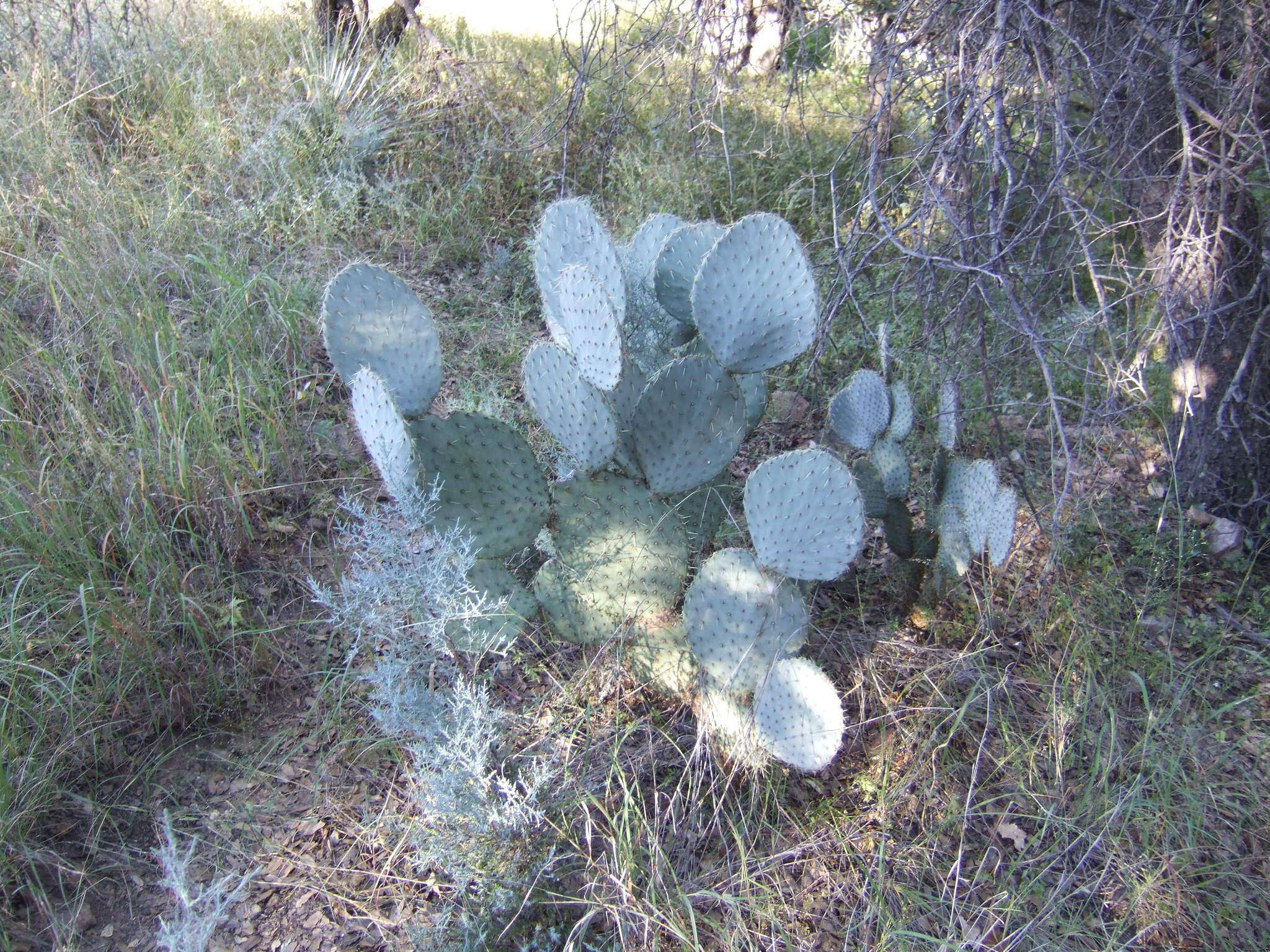 Image of Dollar-joint Prickly-pear