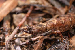 Image of Chinese water skink