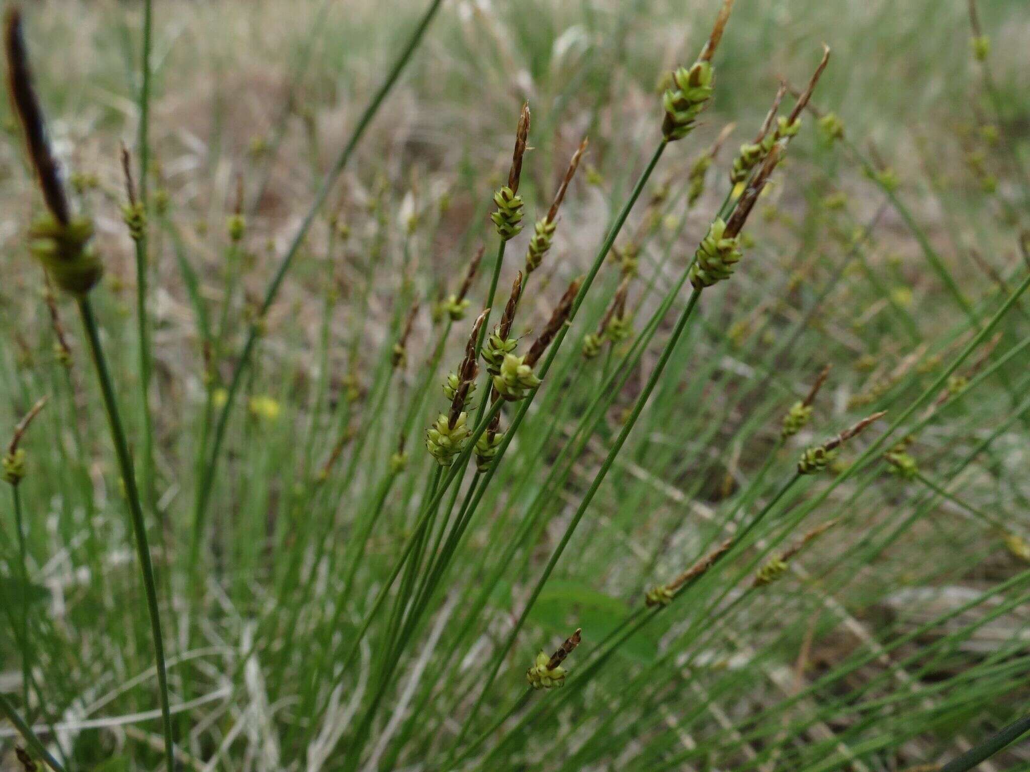 Image of Carex jankowskii Gorodkov