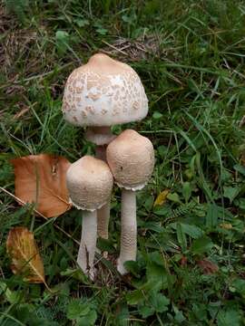 Image of Macrolepiota excoriata (Schaeff.) Wasser 1978