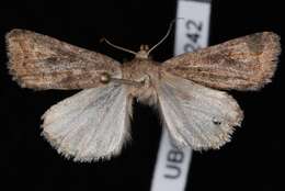 Image of The Mottled Rustic, Brungult Lövfly