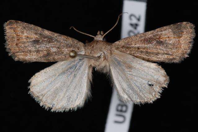 Image of The Mottled Rustic, Brungult Lövfly