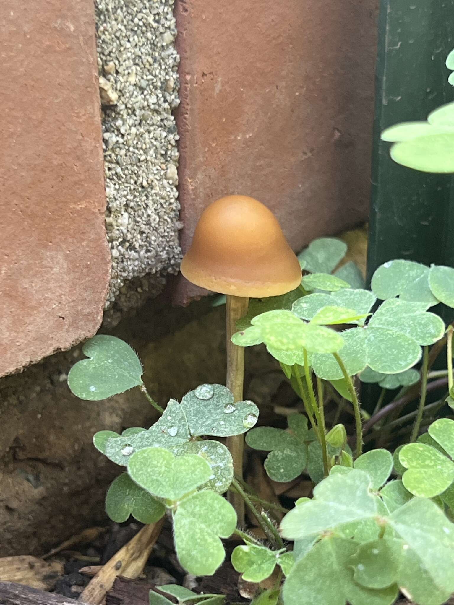 Image of Conocybe aurea (Jul. Schäff.) Hongo 1963