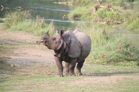 Image of Indian Rhinoceros