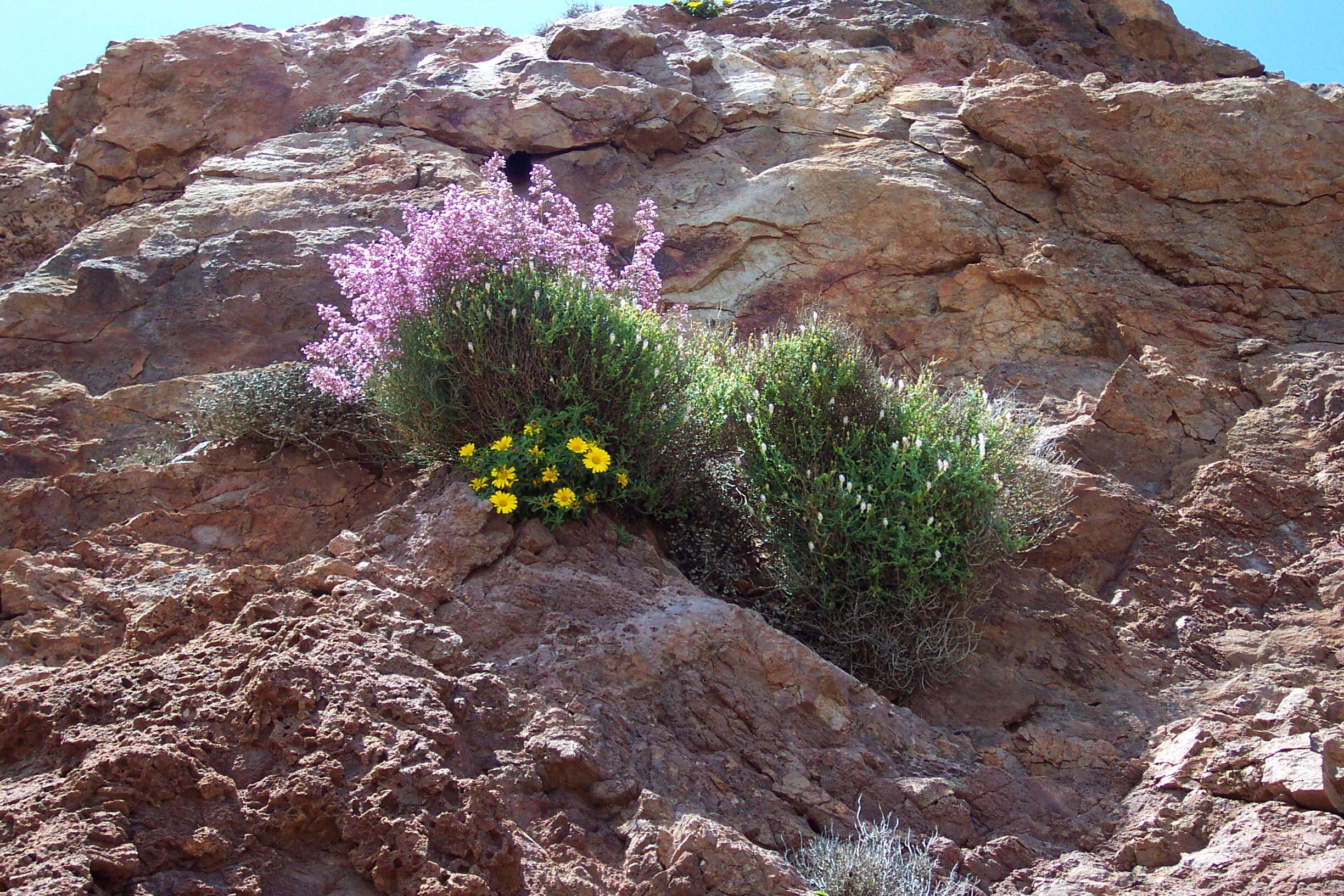 Image of estrella de mar